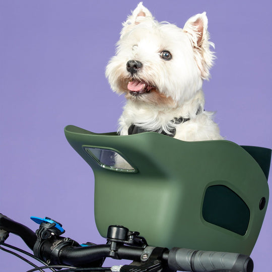 A very cute dog enjoying his bike ride in a Kvisp dog carrier for bikes mounted on the front steer #color_forest-green