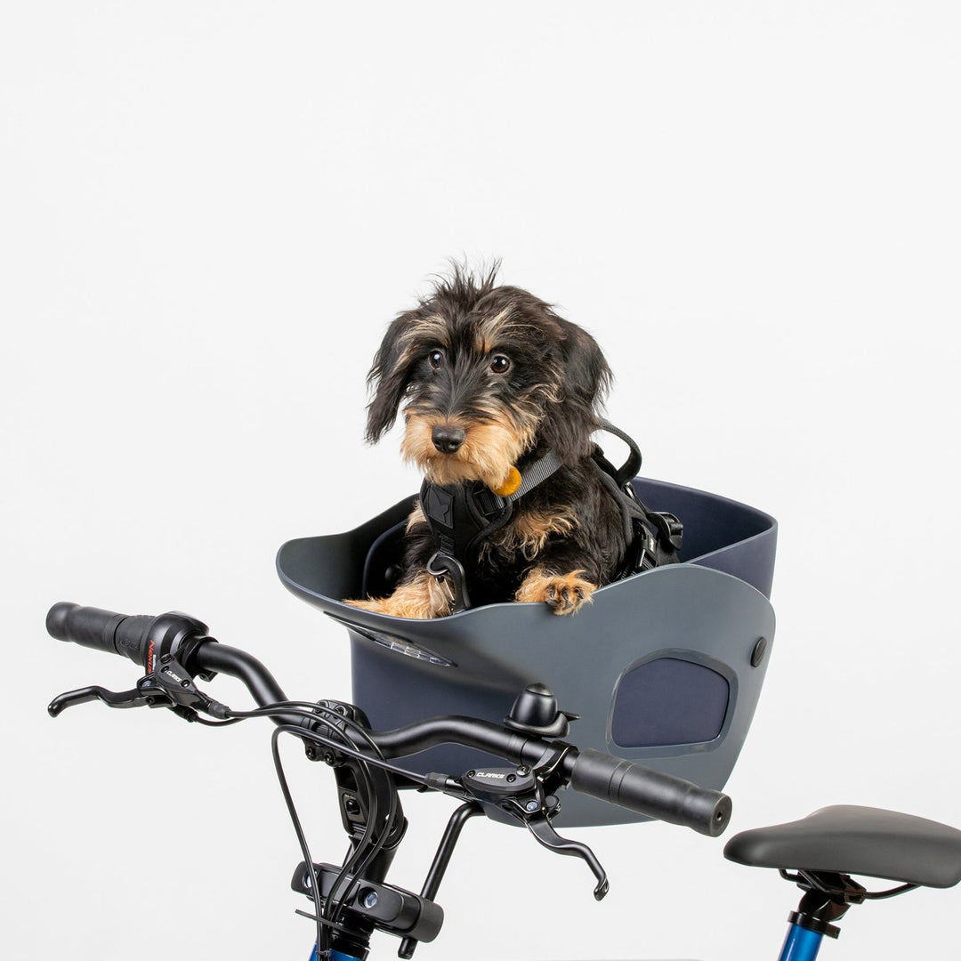 Cute dog in a Kvisp Midnight Gray bike basket strapped into his safety harness and ready to go for a ride on an ebike #color_midnight-gray