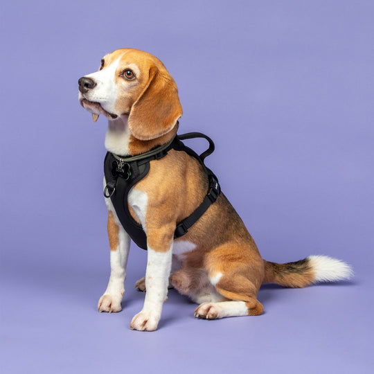 Kvisp Bike-and-Walk Safety Harness shown on a dog