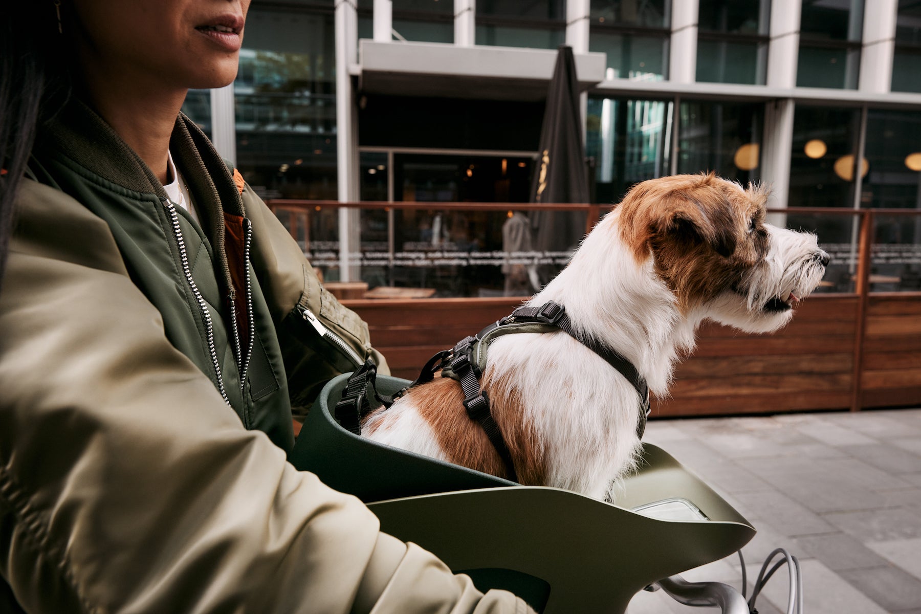 The Kvisp Bike Carrier with a dog in the city